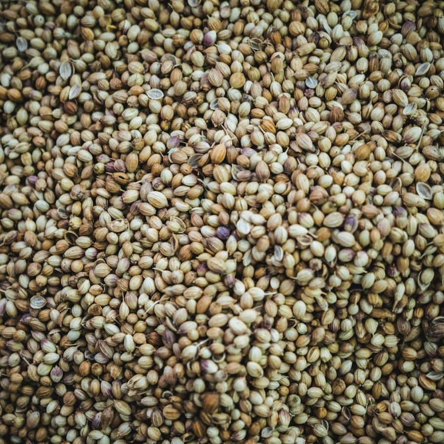Coriander Seeds