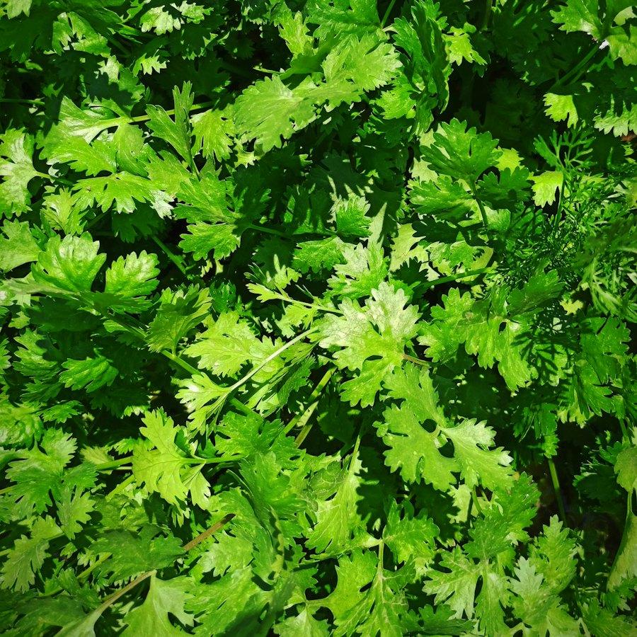 Fresh Coriander