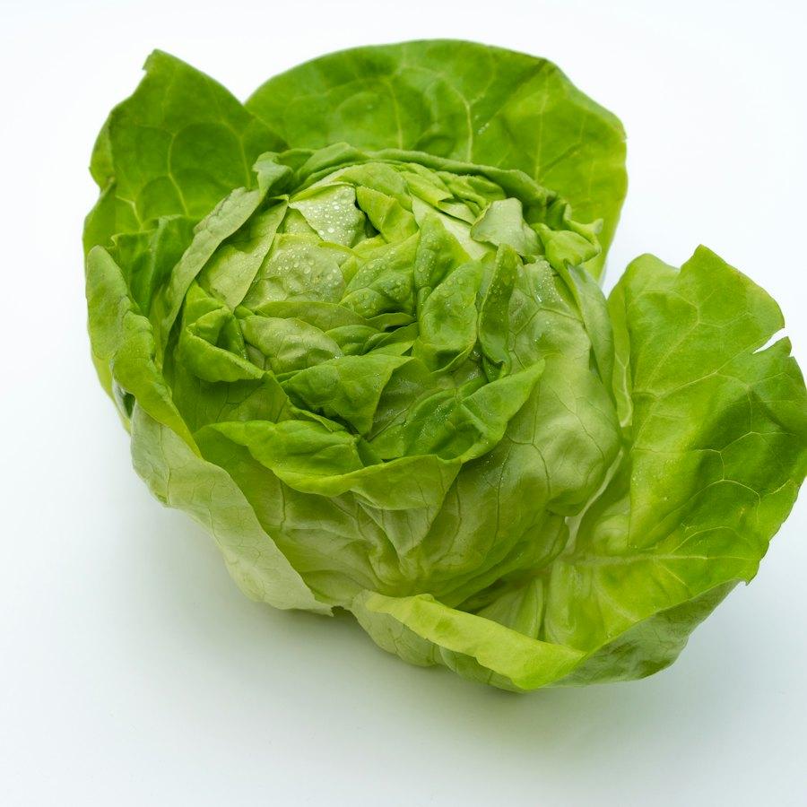 Iceberg Lettuce